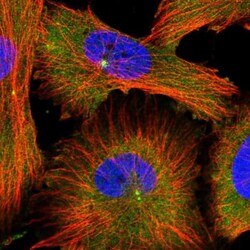MDH1 Antibody, Novus Biologicals:Antibodies:Primary Antibodies
